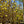 Load image into Gallery viewer, Golden Gift Magnolia - Magnolia - Flowering Trees