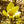 Load image into Gallery viewer, Golden Gift Magnolia - Magnolia - Flowering Trees