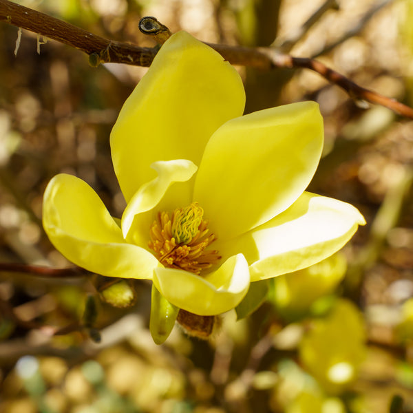 Golden Gift Magnolia - Magnolia - Flowering Trees