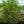 Load image into Gallery viewer, Golden Gift Magnolia