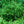 Load image into Gallery viewer, Golden Globe Arborvitae