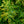 Load image into Gallery viewer, Golden Globe Arborvitae