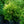 Load image into Gallery viewer, Golden Globe Arborvitae