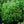 Load image into Gallery viewer, Golden Globe Arborvitae
