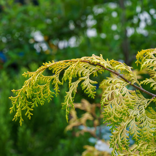Golden Hinoki False Cypress - Cypress - Conifers