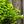 Load image into Gallery viewer, Golden Jackpot Barberry - Barberry - Shrubs