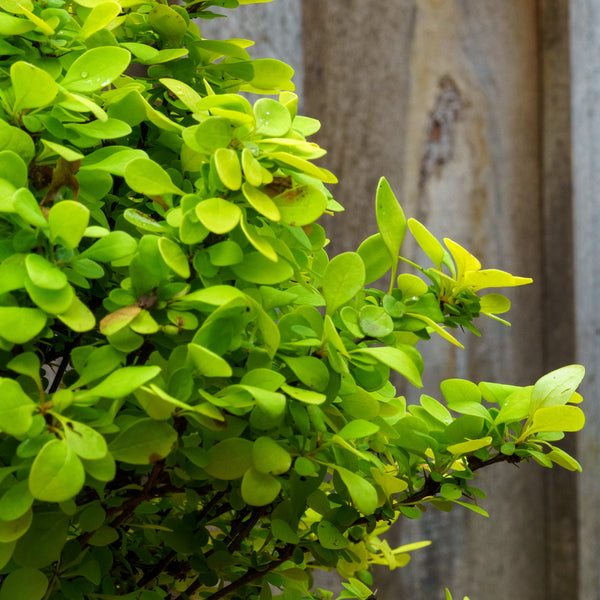 Golden Jackpot Barberry