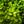 Load image into Gallery viewer, Golden Jackpot Barberry - Barberry - Shrubs