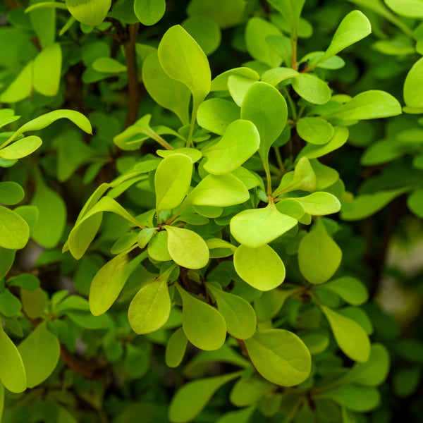 Golden Jackpot Barberry