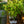 Load image into Gallery viewer, Golden Delicious Pineapple Sage