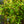 Load image into Gallery viewer, Golden Delicious Pineapple Sage
