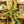 Load image into Gallery viewer, Golden Madonna Chinese Evergreen