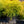 Load image into Gallery viewer, Golden Mop Threadleaf False Cypress - Cypress - Conifers