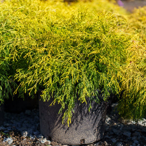 Golden Mop False Cypress