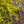 Load image into Gallery viewer, Golden Mop Threadleaf False Cypress - Cypress - Conifers