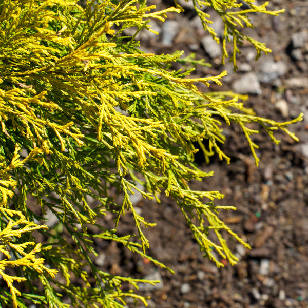 Golden Mop Threadleaf False Cypress - Cypress - Conifers