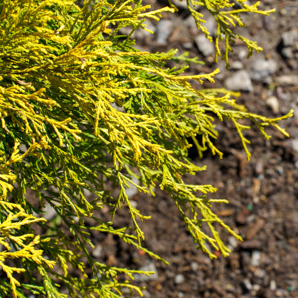 Golden Mop False Cypress