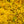 Load image into Gallery viewer, Golden Mop Threadleaf False Cypress - Cypress - Conifers