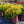 Load image into Gallery viewer, Golden Mop Threadleaf False Cypress - Cypress - Conifers