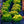 Load image into Gallery viewer, Golden Nugget Dwarf Barberry