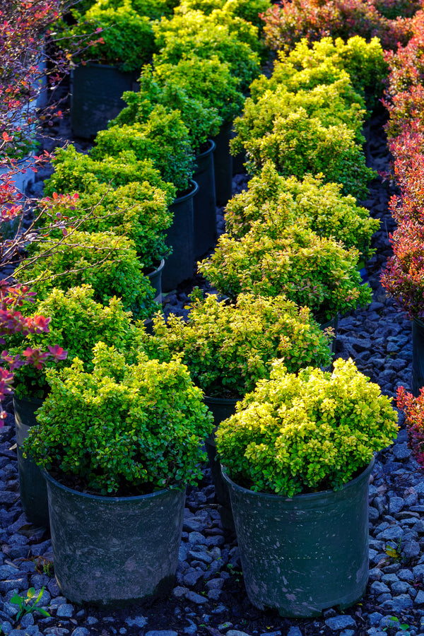 Golden Nugget Dwarf Barberry