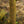 Load image into Gallery viewer, Golden Rain Tree