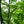 Load image into Gallery viewer, Golden Rain Tree