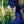 Load image into Gallery viewer, Golden Rocket Barberry