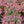 Load image into Gallery viewer, Golden Ruby Barberry