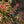 Load image into Gallery viewer, Golden Ruby Barberry