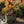 Load image into Gallery viewer, Golden Ruby Barberry