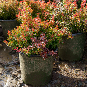 Golden Ruby Barberry