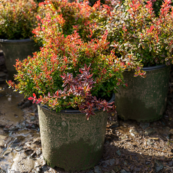 Golden Ruby Barberry