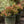 Load image into Gallery viewer, Golden Ruby Barberry