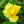 Load image into Gallery viewer, Golden Showers Climbing Rose