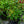 Load image into Gallery viewer, Golden Showers Climbing Rose