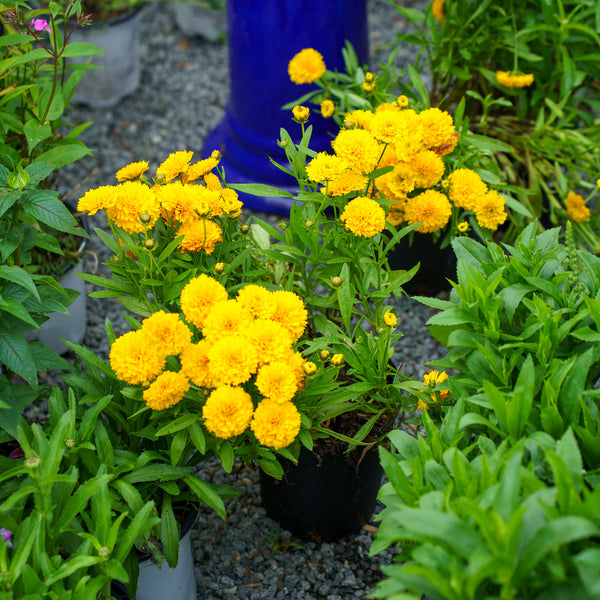 Golden Sphere Coreopsis