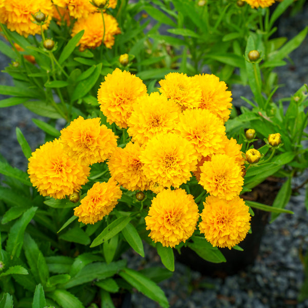 Golden Sphere Coreopsis