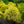 Load image into Gallery viewer, Golden Threadleaf False Cypress