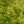Load image into Gallery viewer, Aureola Japanese Forest Grass