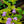 Load image into Gallery viewer, Golden Variegated Potato Vine