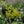 Load image into Gallery viewer, Golden Variegated Potato Vine