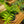 Load image into Gallery viewer, Golden Zebra Bamboo Fern