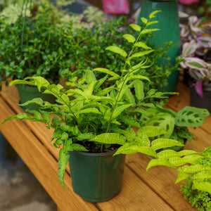 Golden Zebra Bamboo Fern