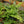 Load image into Gallery viewer, Golden Zebra Bamboo Fern