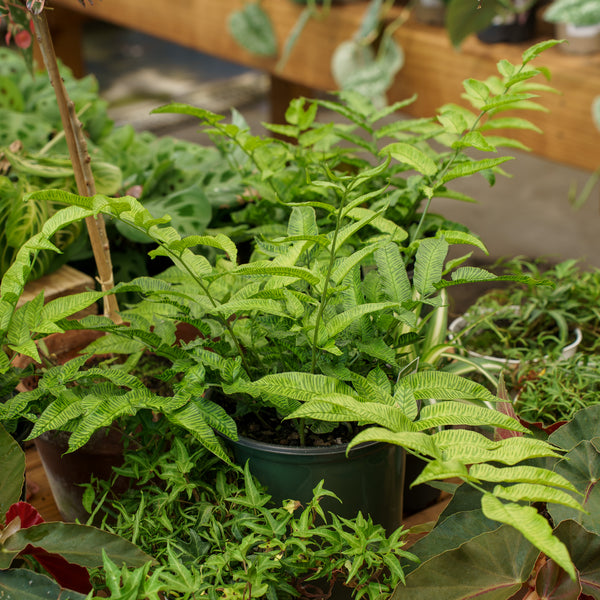 Golden Zebra Bamboo Fern
