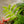 Load image into Gallery viewer, Golden Zebra Bamboo Fern
