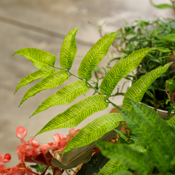Golden Zebra Bamboo Fern