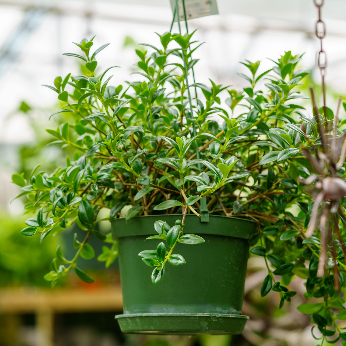goldfish plant pot Goldfish Plant – Plant Detectives