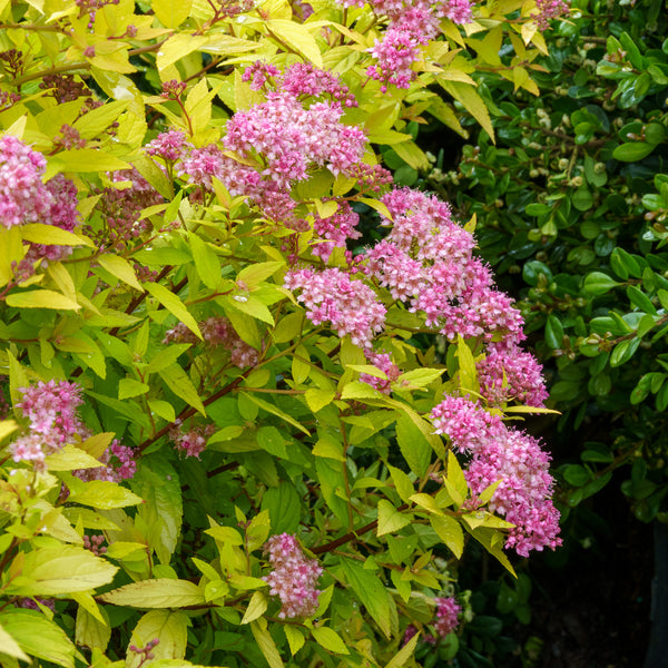 Goldmound Spirea